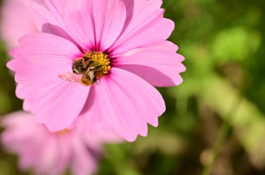 Bahçedeki güzel pembe çiçeklerin üzerinde oturan arının yakın görüntüsü
