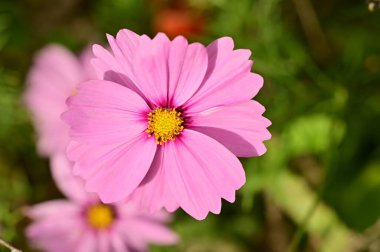 Bahçedeki güzel pembe çiçeklerin yakın görüntüsü