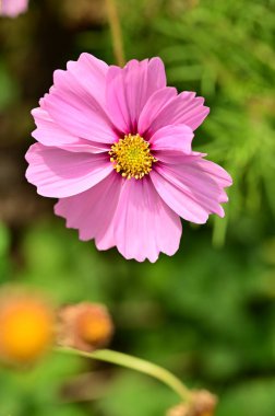 Bahçedeki güzel pembe çiçeklerin yakın görüntüsü