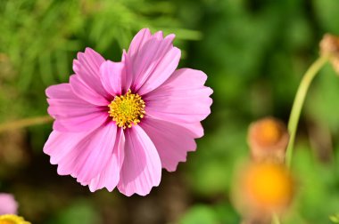 Bahçedeki güzel pembe çiçeklerin yakın görüntüsü