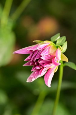 Bahçedeki güzel pembe çiçeklerin yakın görüntüsü