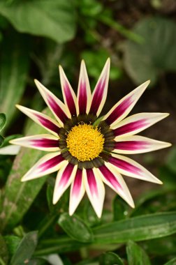 Bahçede büyüyen güzel pembe ve beyaz çiçekler