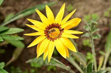 Bahçedeki güzel sarı çiçeklerin üzerinde oturan arı manzarasını kapat.