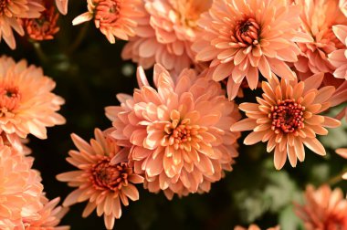 Güzel, parlak kasımpatı çiçekleri, yakın görüş.