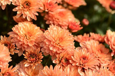 Güzel, parlak kasımpatı çiçekleri, yakın görüş.