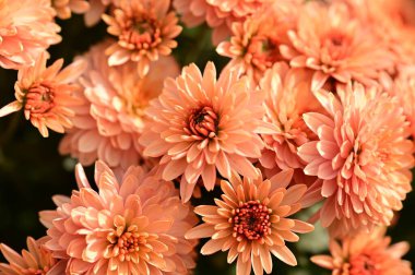 Güzel, parlak kasımpatı çiçekleri, yakın görüş.