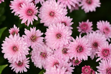 Koyu arkaplanda güzel pembe çiçeklerin manzarasını kapat