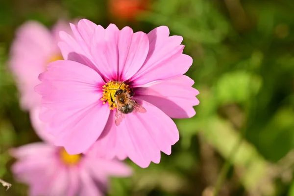Крупным Планом Вид Пчелы Сидящей Красивых Розовых Цветах Саду — стоковое фото