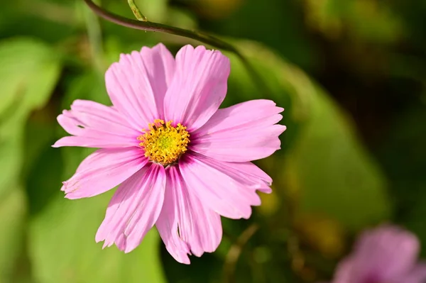 Close View Beautiful Pink Flowers Garden — Foto Stock