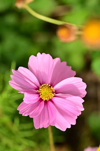 Close View Beautiful Pink Flowers Garden — Zdjęcie stockowe