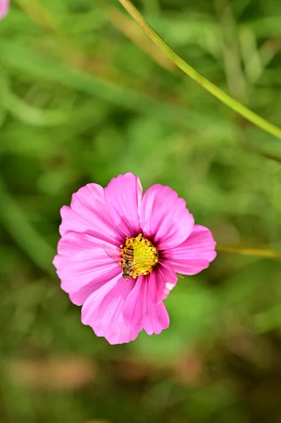 Närbild Sitter Vackra Rosa Blommor Trädgården — Stockfoto