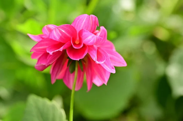 Close View Beautiful Pink Flowers Garden — Photo