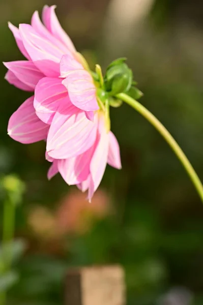 정원에 아름다운 분홍빛 꽃들을 가까이 — 스톡 사진