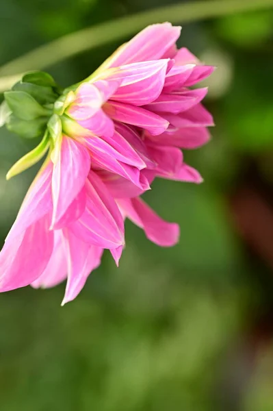 Vista Cerca Hermosas Flores Rosadas Jardín — Foto de Stock