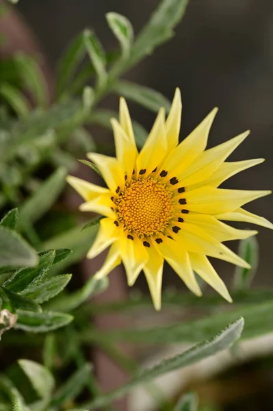 Vista Cerca Hermosas Flores Amarillas Jardín — Foto de Stock