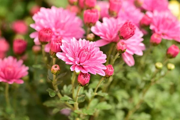 Bahçedeki güzel pembe çiçeklerin yakın görüntüsü