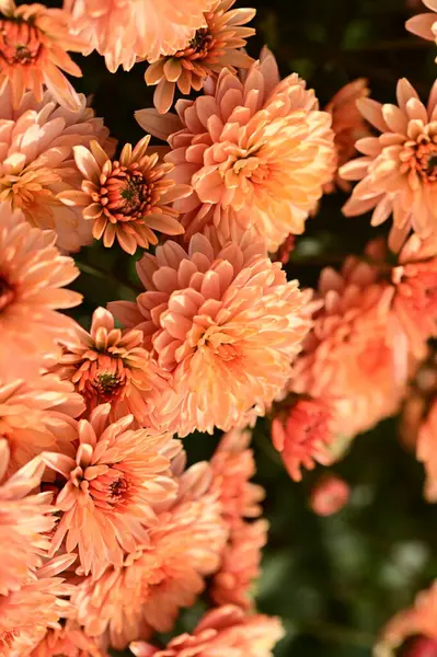 Gyönyörű Fényes Krizantém Virágok Közelről — Stock Fotó