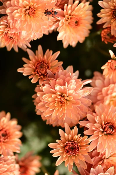 Belles Fleurs Chrysanthème Lumineux Vue Rapprochée — Photo