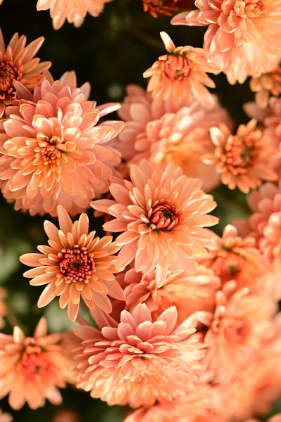 Belles Fleurs Chrysanthème Lumineux Vue Rapprochée — Photo