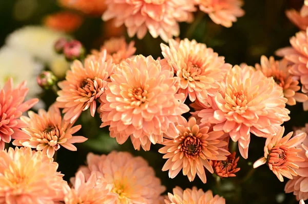 Belles Fleurs Chrysanthème Lumineux Vue Rapprochée — Photo