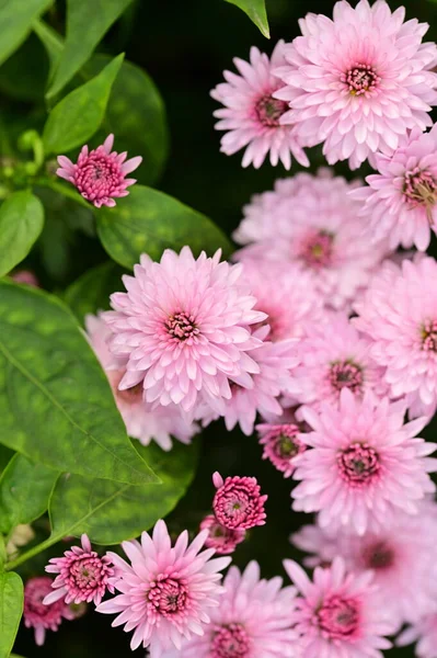 Koyu arkaplanda güzel pembe çiçeklerin manzarasını kapat