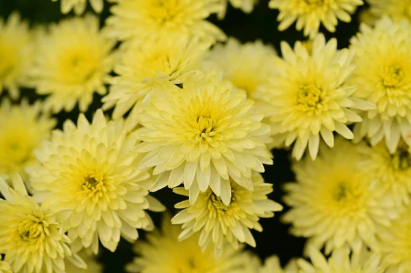 Zbliżenie Widok Piękne Żółte Kwiaty Ciemnym Tle — Zdjęcie stockowe