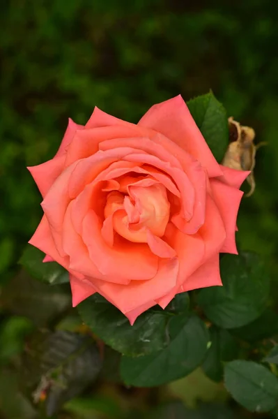 Närbild Vacker Rosa Ros Blomma Trädgården — Stockfoto