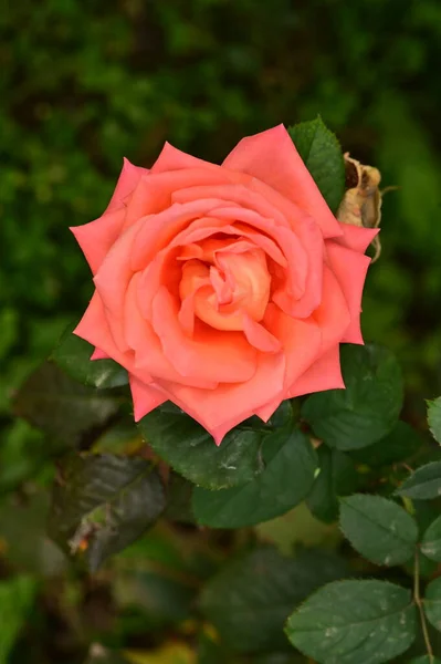 庭の美しいピンクのバラの花を間近で見ることができ — ストック写真