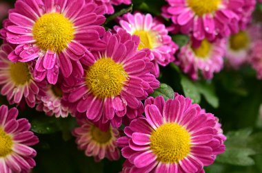 close up view of beautiful pink flowers in the garden