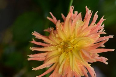 Güzel sarı ve pembe çiçekler, yakın görüş, yaz konsepti