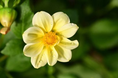 Bahçedeki güzel sarı çiçekleri kapat.