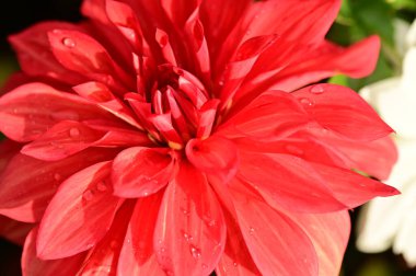 Bahçedeki güzel kırmızı çiçekleri kapat.