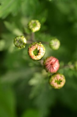 Bahçedeki güzel pembe çiçeklerin yakın görüntüsü