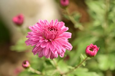 Bahçedeki güzel pembe çiçeklerin yakın görüntüsü
