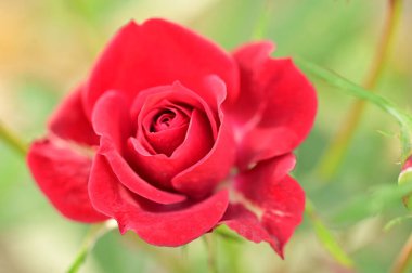 Bahçedeki güzel kırmızı gül çiçeğinin yakın görüntüsü