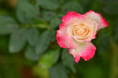 Bahçedeki güzel pembe gül çiçeğinin yakın görüntüsü