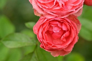 Bahçedeki güzel pembe gül çiçeklerinin yakın görüntüsü