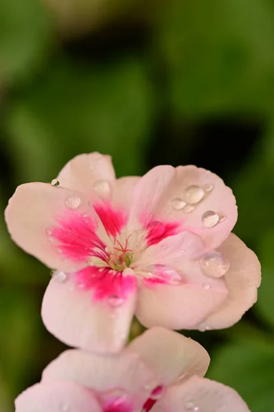 庭の美しい白とピンクの花を間近に見ることができます — ストック写真