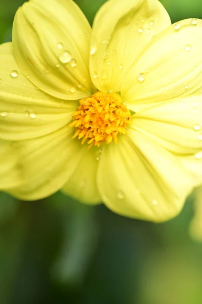 Nahaufnahme Von Schönen Gelben Blumen Garten — Stockfoto