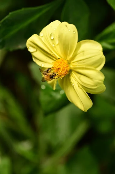 Nahaufnahme Der Biene Sitzt Auf Schönen Gelben Blumen Garten — Stockfoto