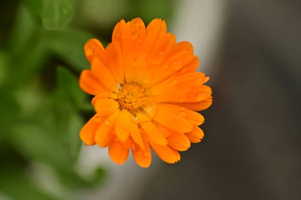 Närbild Vackra Orange Blommor Trädgården — Stockfoto