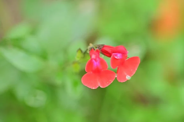 Närbild Vackra Röda Blommor Trädgården — Stockfoto