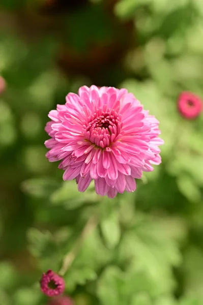Закрыть Вид Красивые Розовые Цветы Саду — стоковое фото