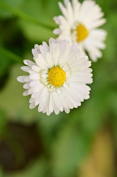 Vue Rapprochée Belles Fleurs Blanches Dans Jardin — Photo