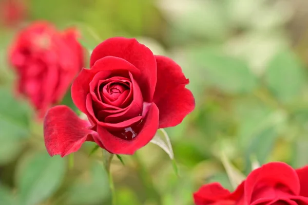 Vista Cerca Hermosas Flores Rosas Rojas Jardín — Foto de Stock