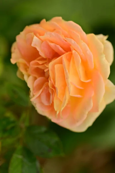 Krásná Něžná Růže Zahradě Rozmazané Pozadí — Stock fotografie