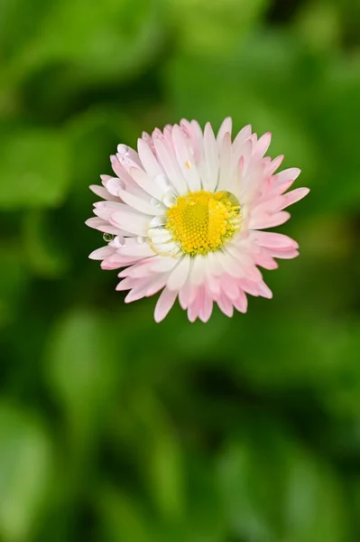 Close View Beautiful White Pink Flowers Garden — Stock Photo, Image