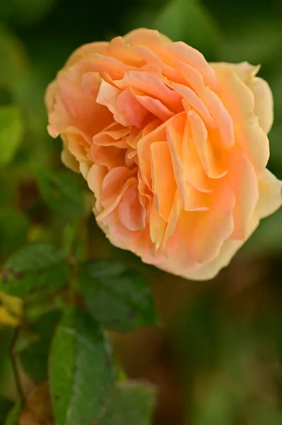 Beautiful Tender Rose Garden Blurred Background — Stock Photo, Image