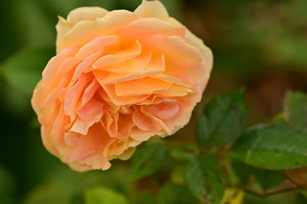 美丽娇嫩的玫瑰在花园里 模糊的背景 — 图库照片