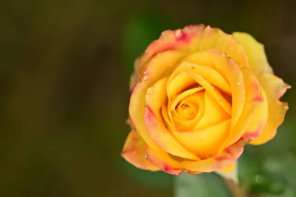 Vista Perto Bela Flor Rosa Amarela Jardim — Fotografia de Stock